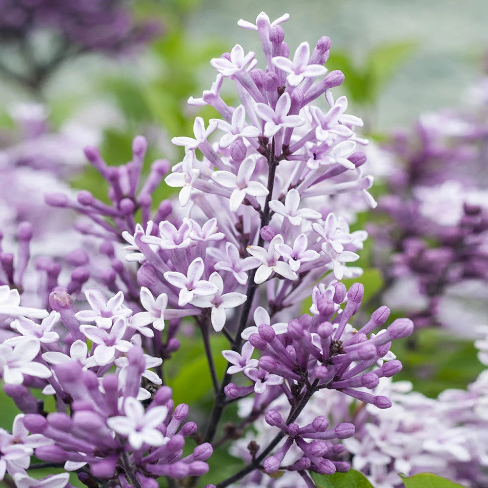 Korean Lilac Tree - Image 3