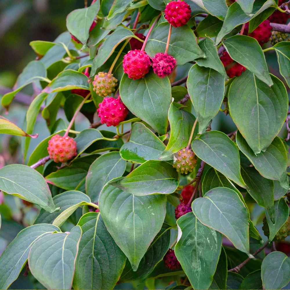 White Kousa Dogwood Tree - Image 3