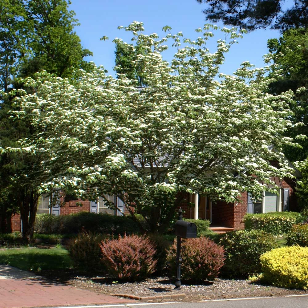 White Kousa Dogwood Tree - Image 4