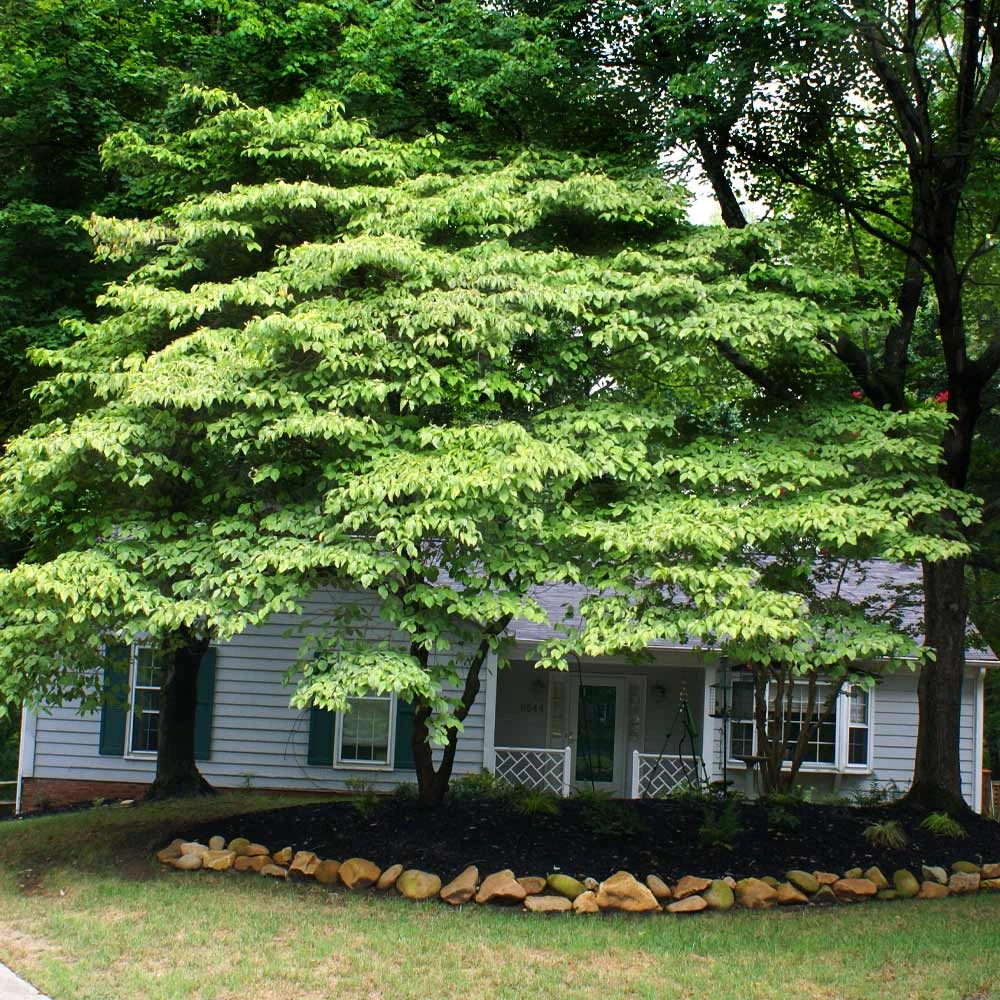 White Kousa Dogwood Tree - Image 5
