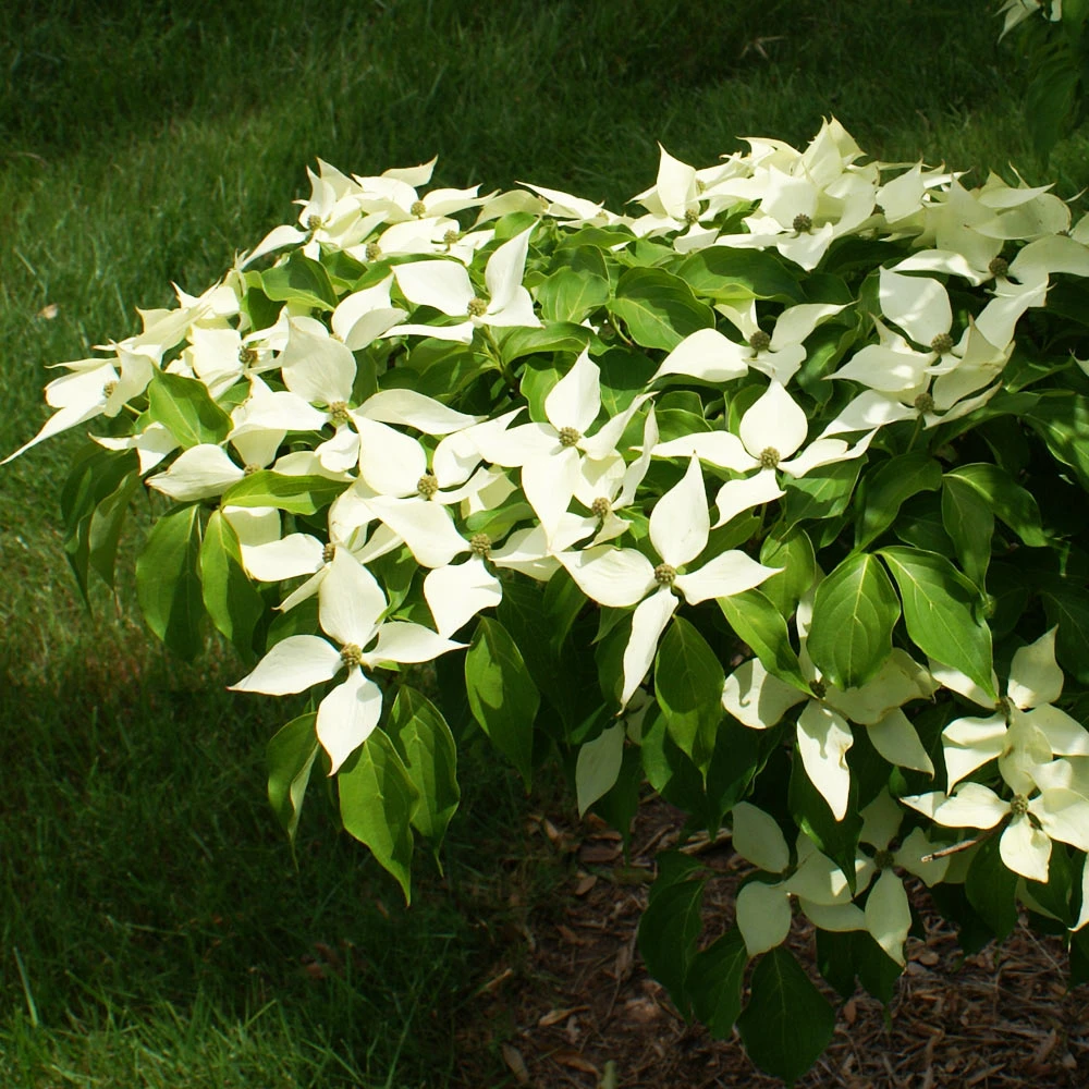 White Kousa Dogwood Tree - Image 7