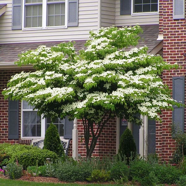 White Kousa Dogwood Tree