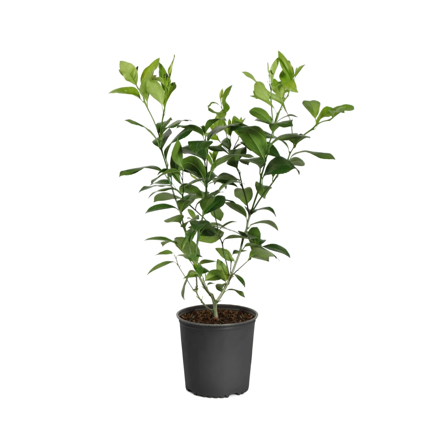 Meyer Lemon Tree - Image 14