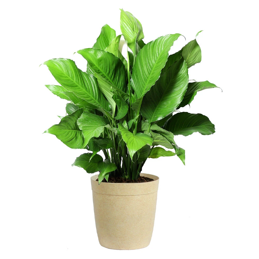 Peace Lily - Image 10
