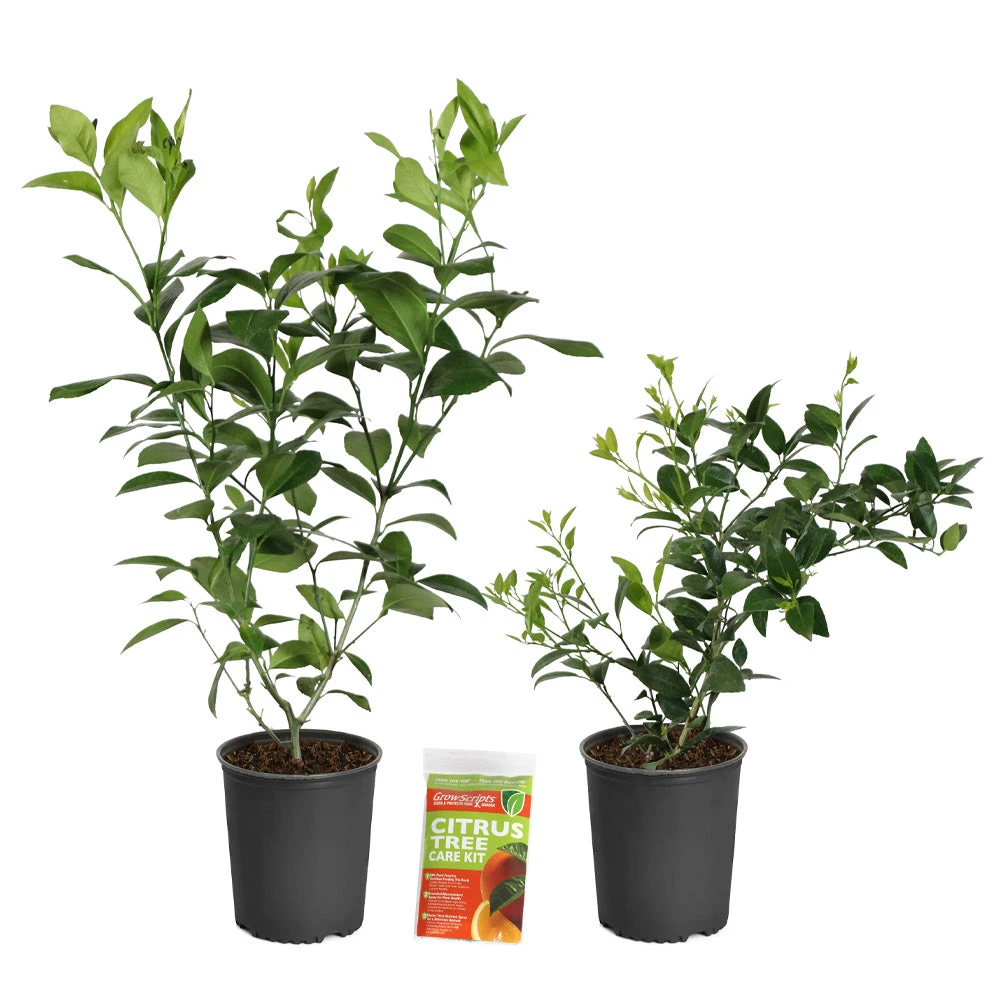Meyer Lemon + Key Lime Bush Pack - Image 4