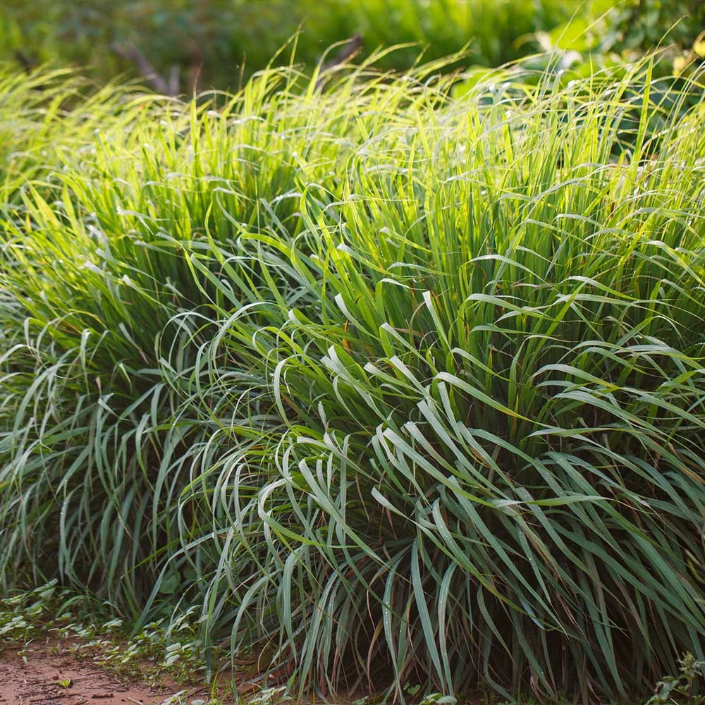 Lemon Grass - Image 2