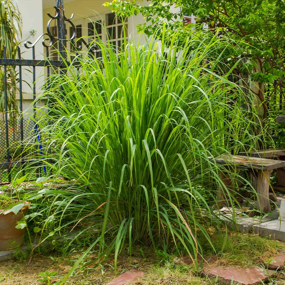 Lemon Grass - Image 4