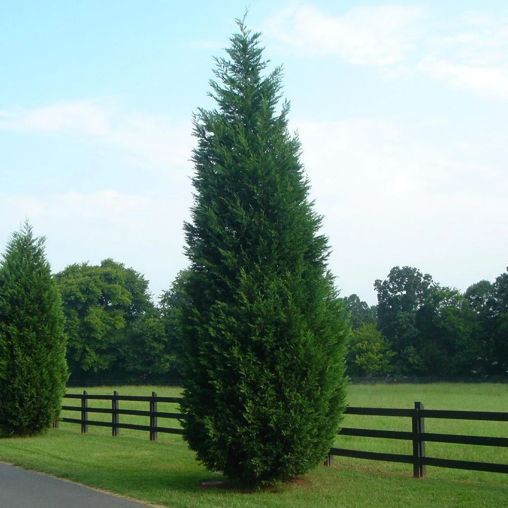 Leyland Cypress Tree - Image 5