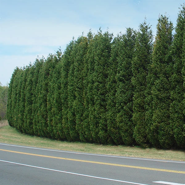 Leyland Cypress Tree