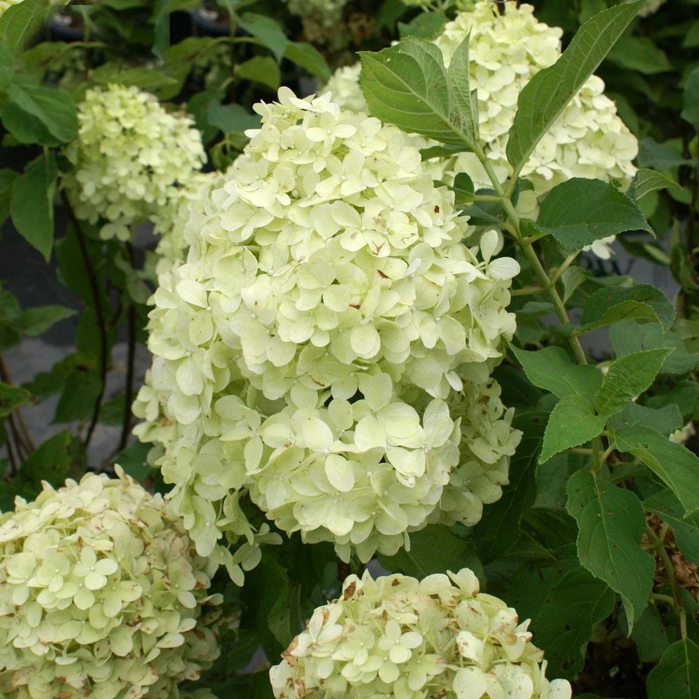Limelight Hydrangea Shrub - Image 4