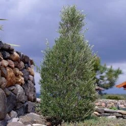 Little Ollie' Dwarf Olive