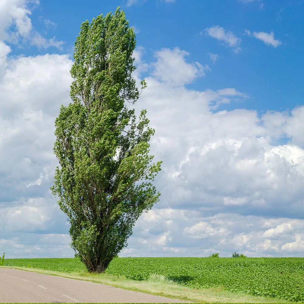 Lombardy Poplar Tree - Image 4
