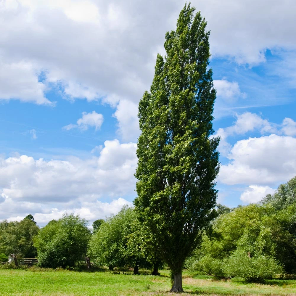Lombardy Poplar Tree - Image 3