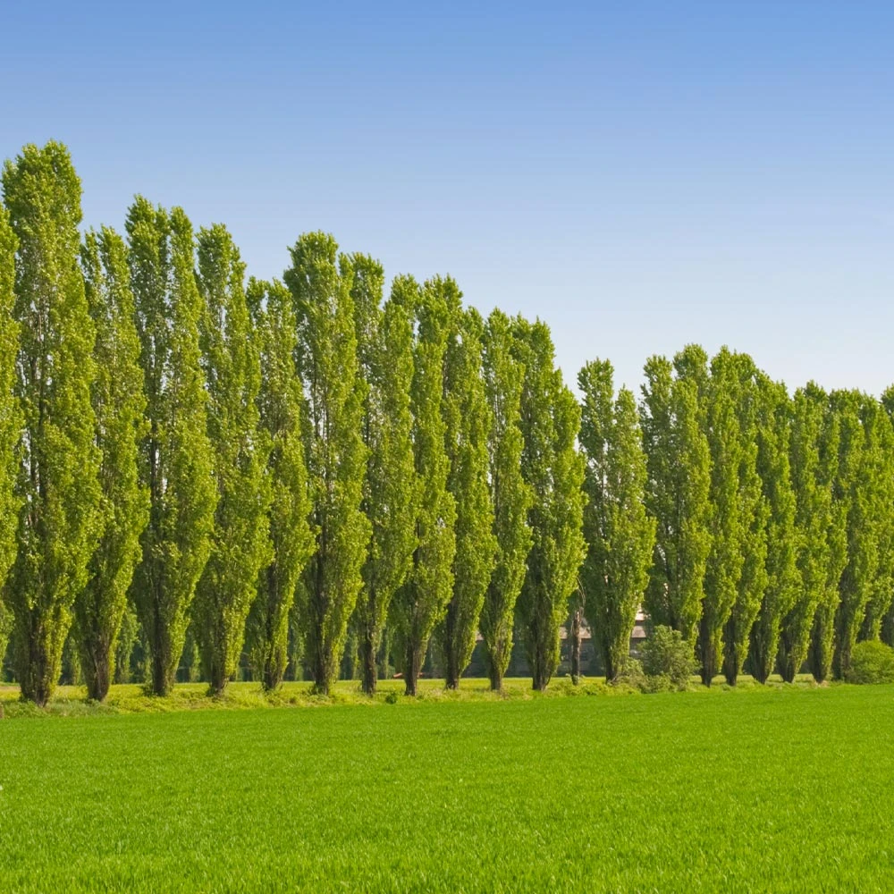 Lombardy Poplar Tree - Image 6