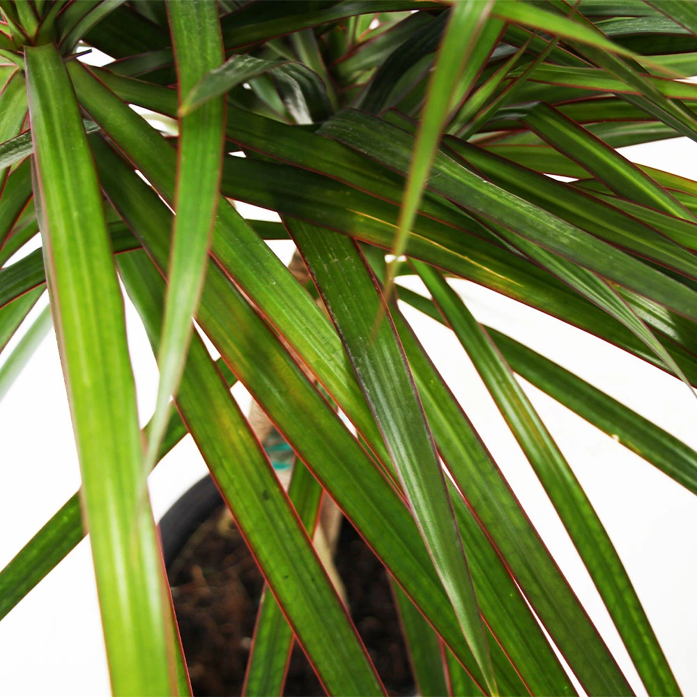 Braided Madagascar Dragon Tree - Image 3