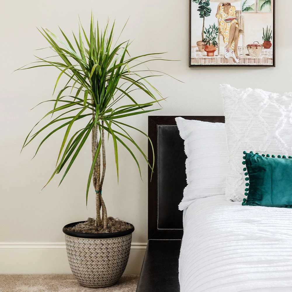 Braided Madagascar Dragon Tree - Image 2