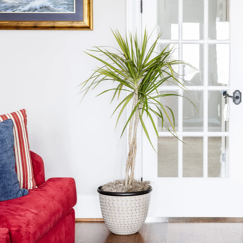 Braided Madagascar Dragon Tree - Image 4