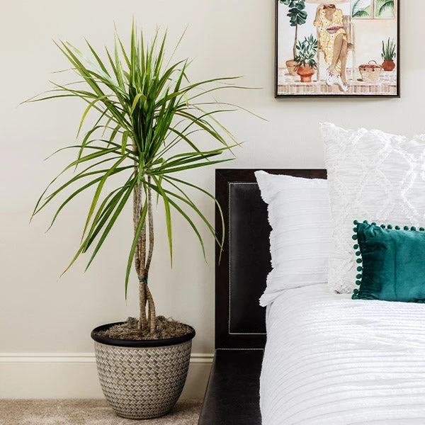 Braided Madagascar Dragon Tree