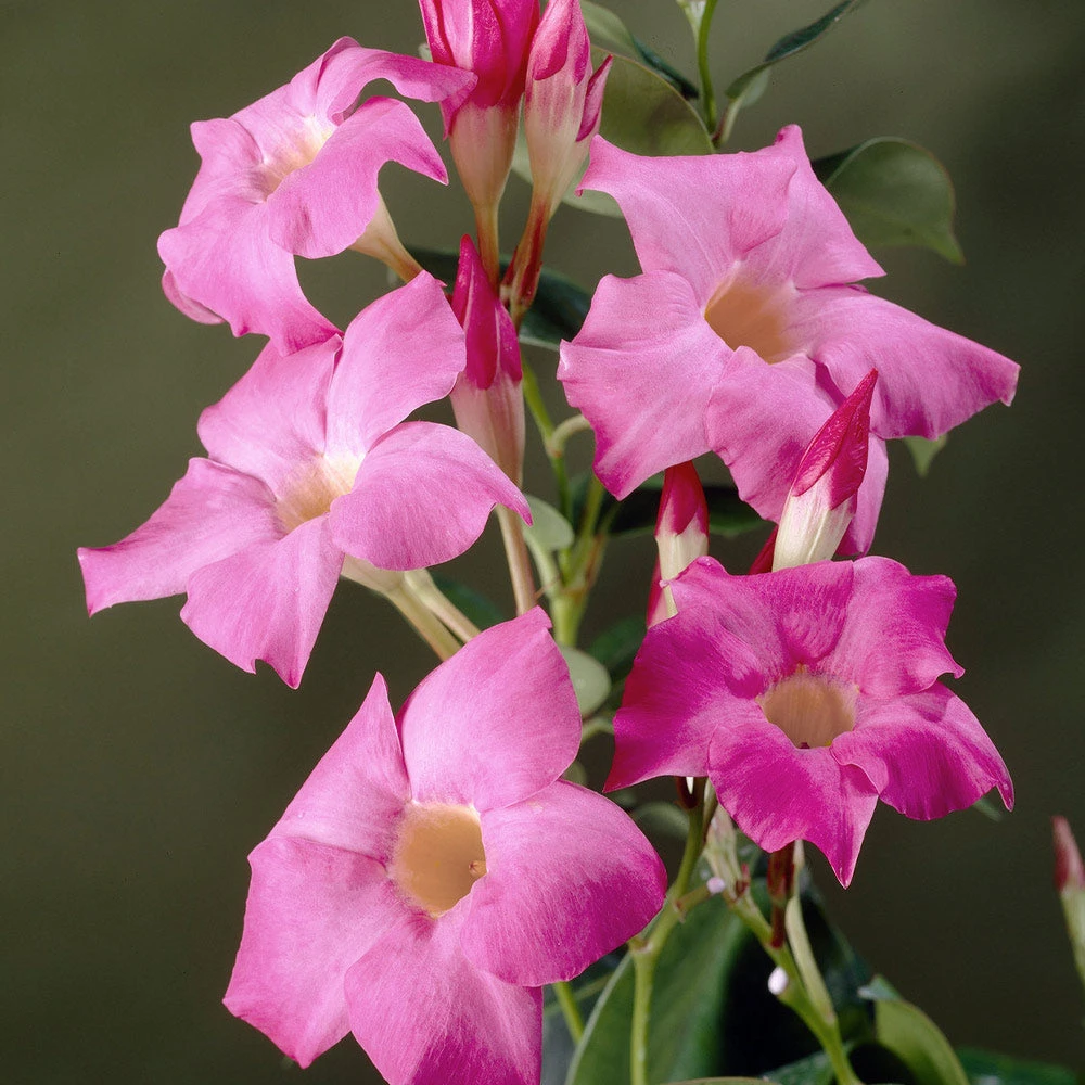 Mandevilla 'Alice Du Pont' Shrub - Image 5