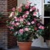 Mandevilla 'Alice Du Pont' Shrub