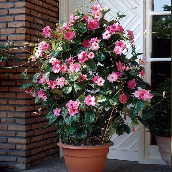 Mandevilla 'Alice Du Pont' Shrub