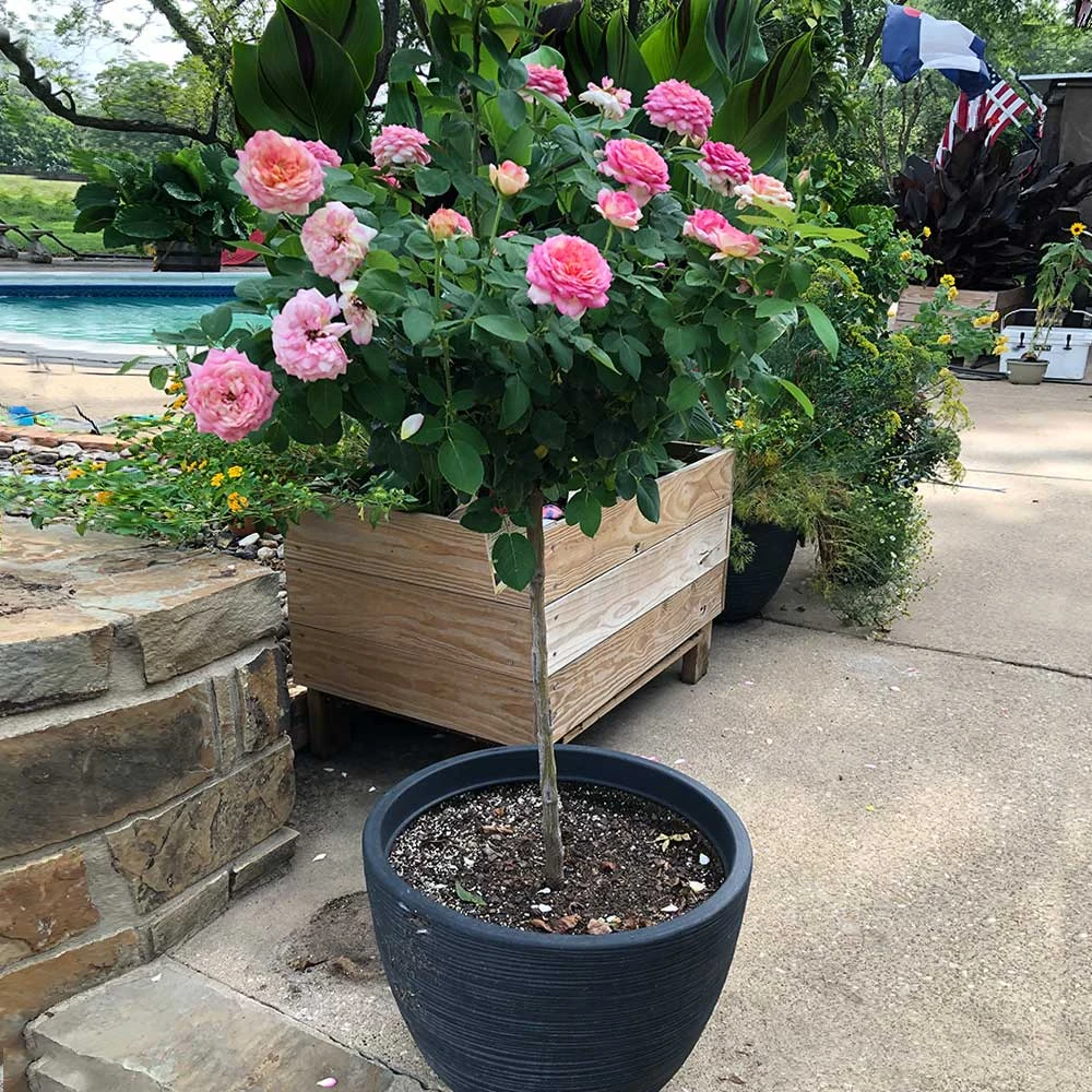 Marc Chagall™ Rose Tree - Image 4