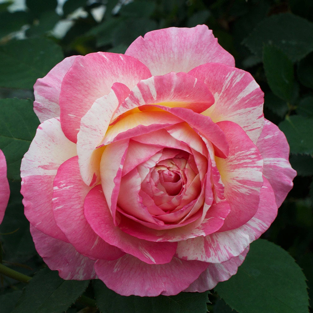 Marc Chagall™ Rose Tree - Image 3