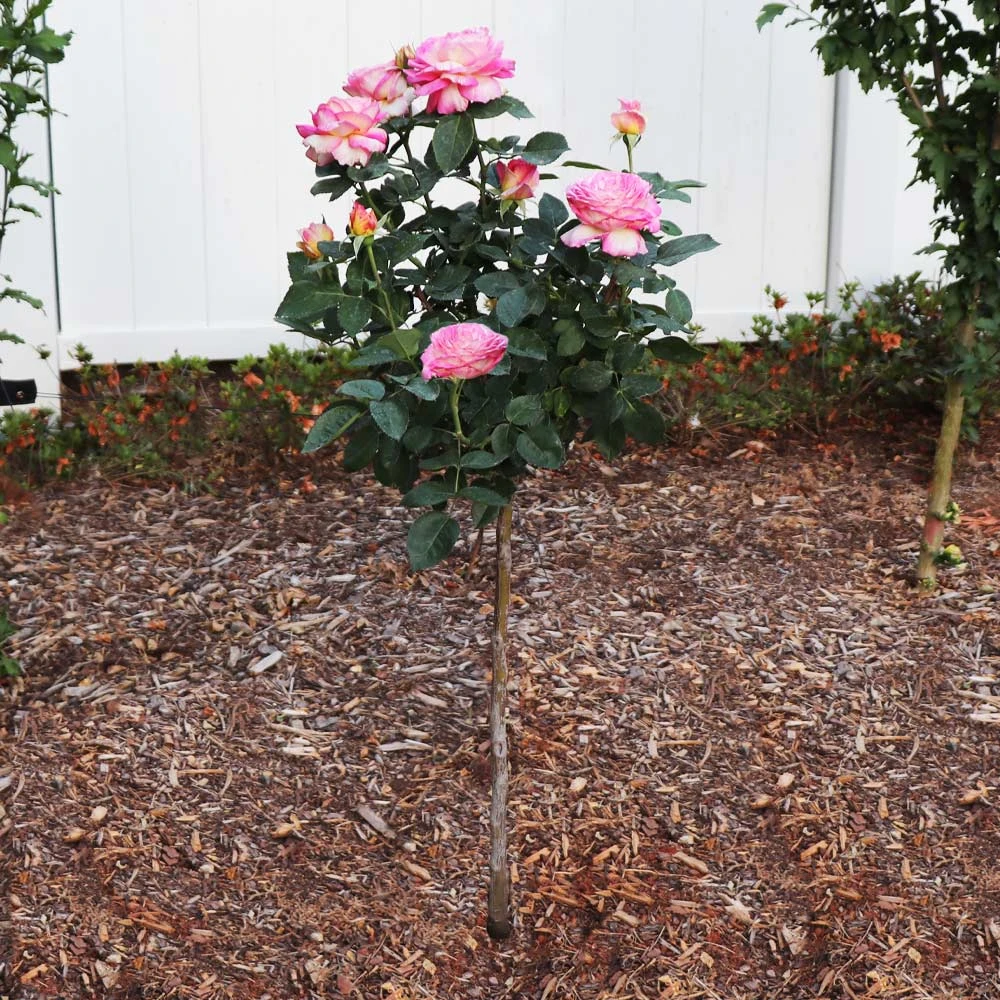 Marc Chagall™ Rose Tree - Image 2