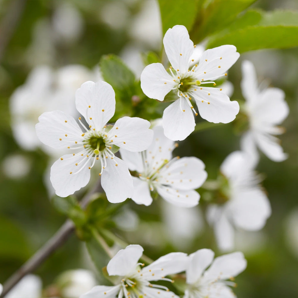 Montmorency Cherry Tree - Image 4