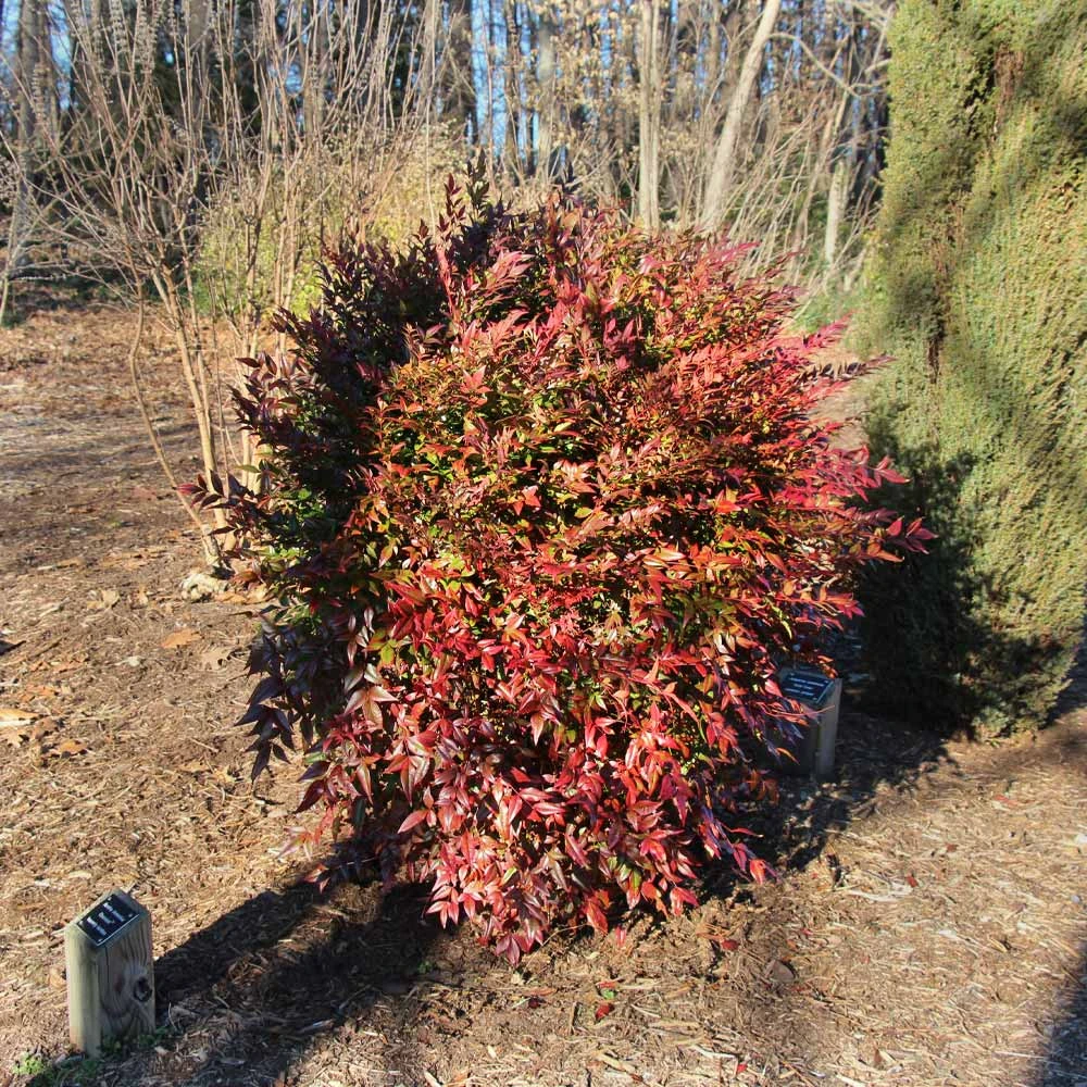 Obsession™ Nandina Shrub - Image 4