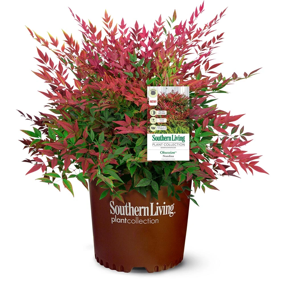 Obsession™ Nandina Shrub - Image 6