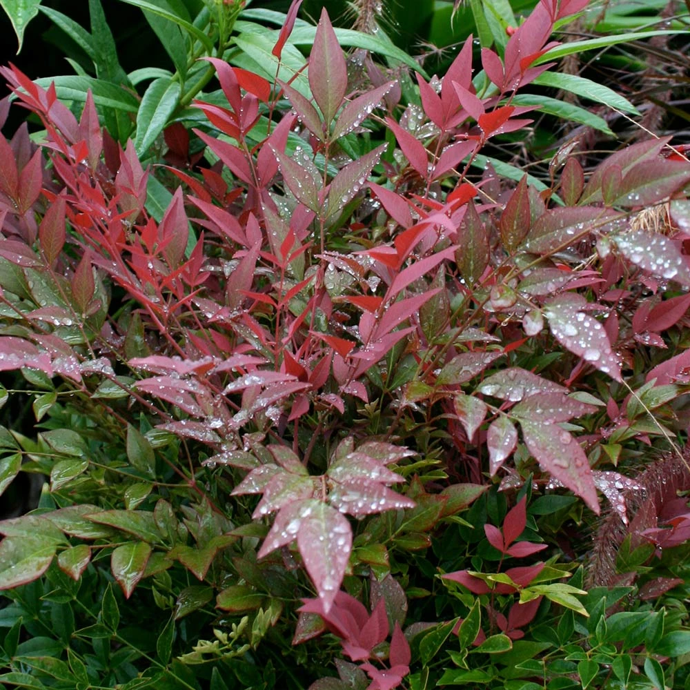 Obsession™ Nandina Shrub - Image 5