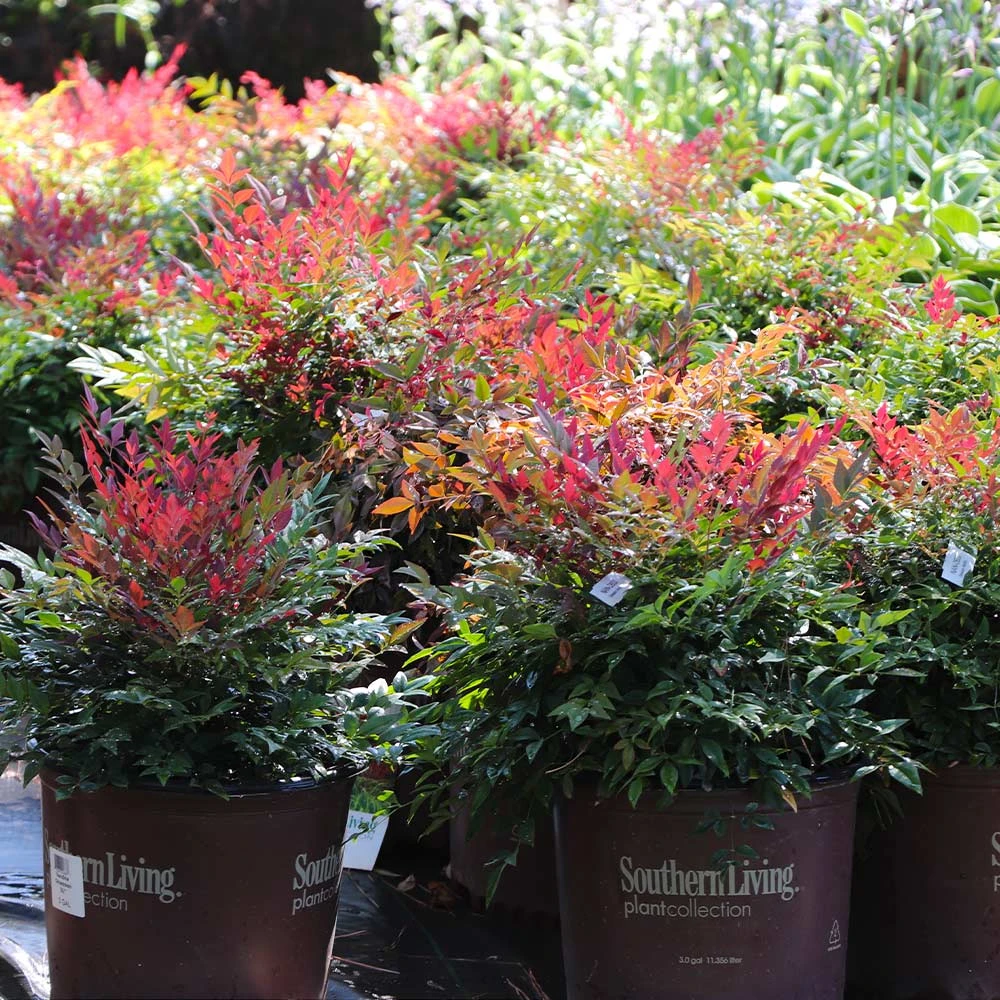 Obsession™ Nandina Shrub - Image 7
