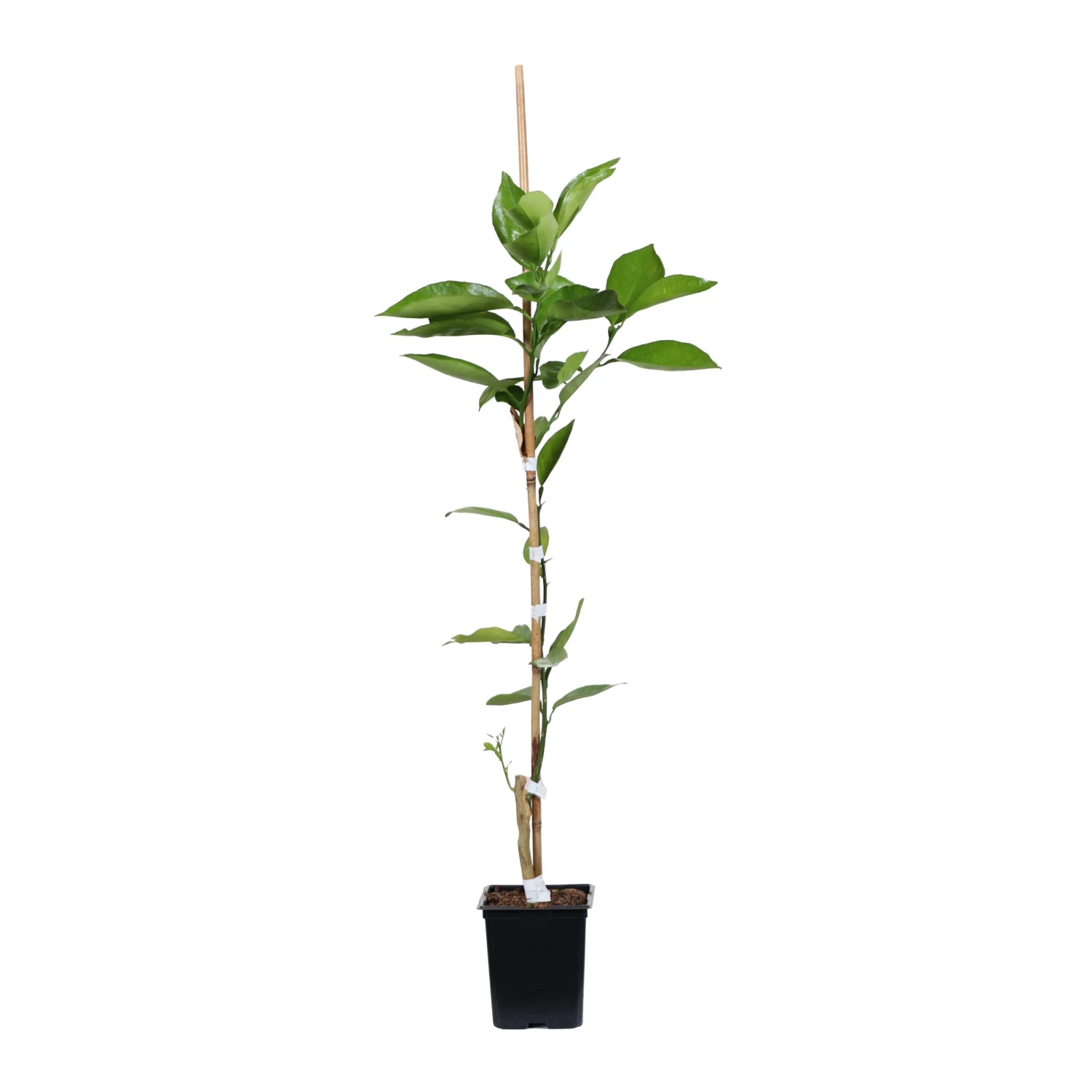 Valencia Orange Tree - Image 6