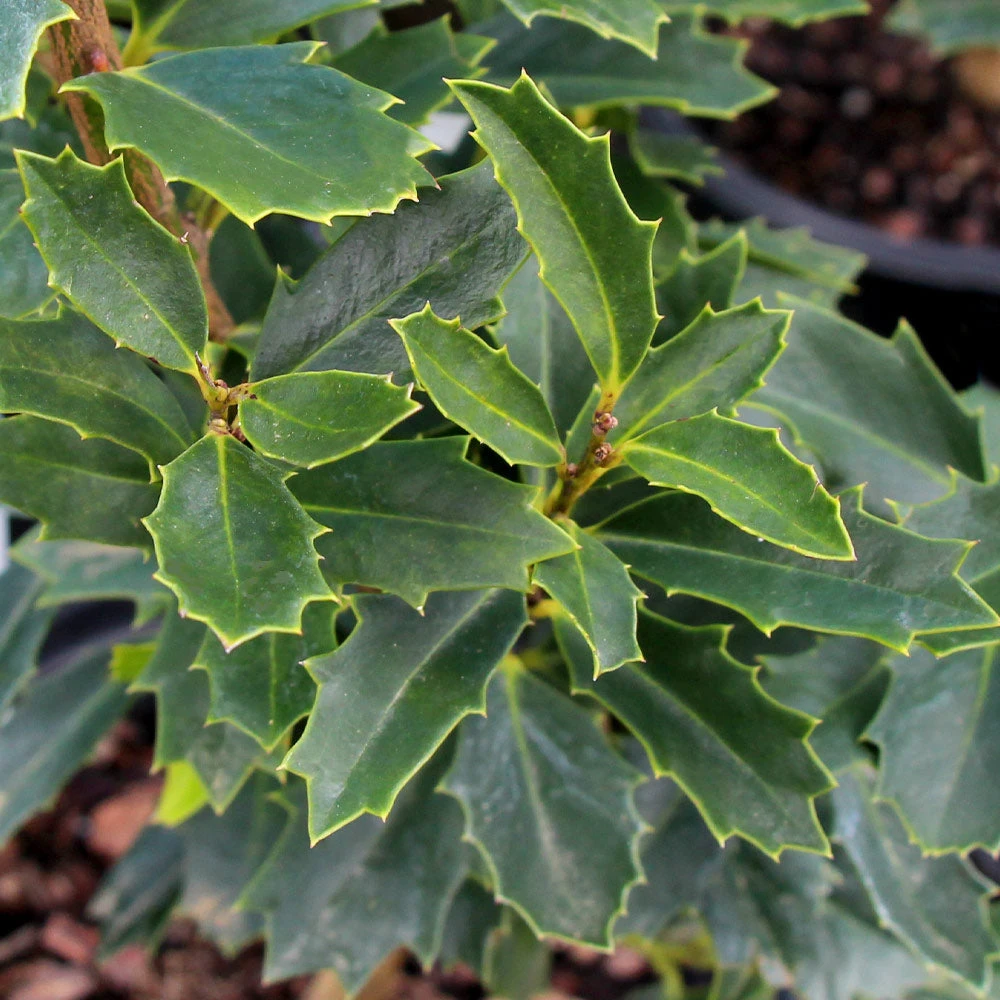 Oak Leaf™ Holly Tree - Image 4
