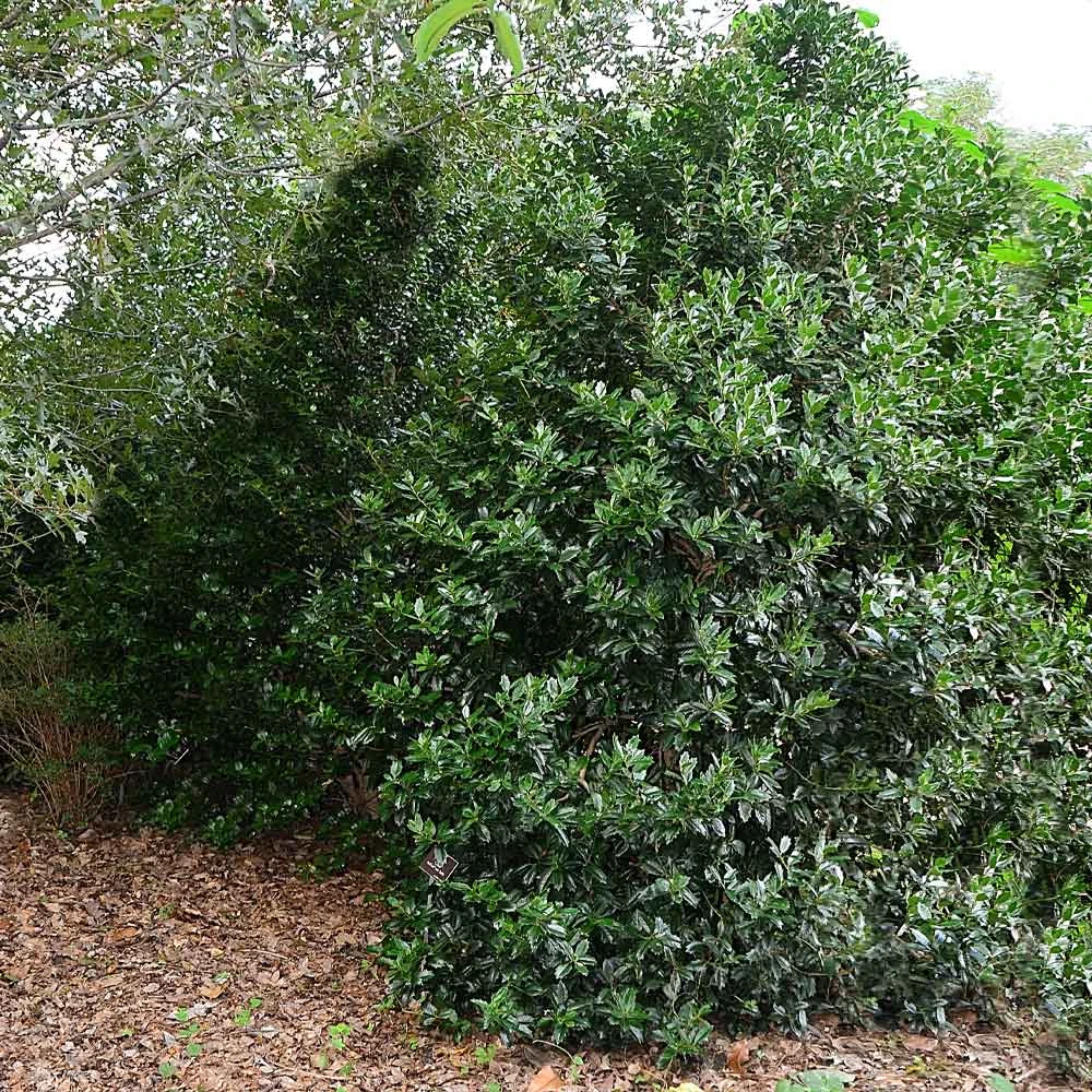Oak Leaf™ Holly Tree - Image 3