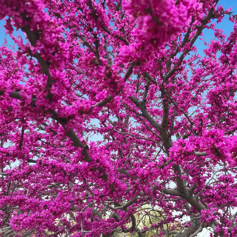 Oklahoma Redbud Tree - Image 3