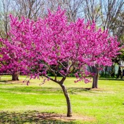 Oklahoma Redbud Tree