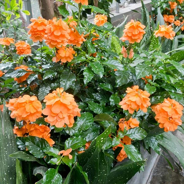 Orange Marmalade Crossandra