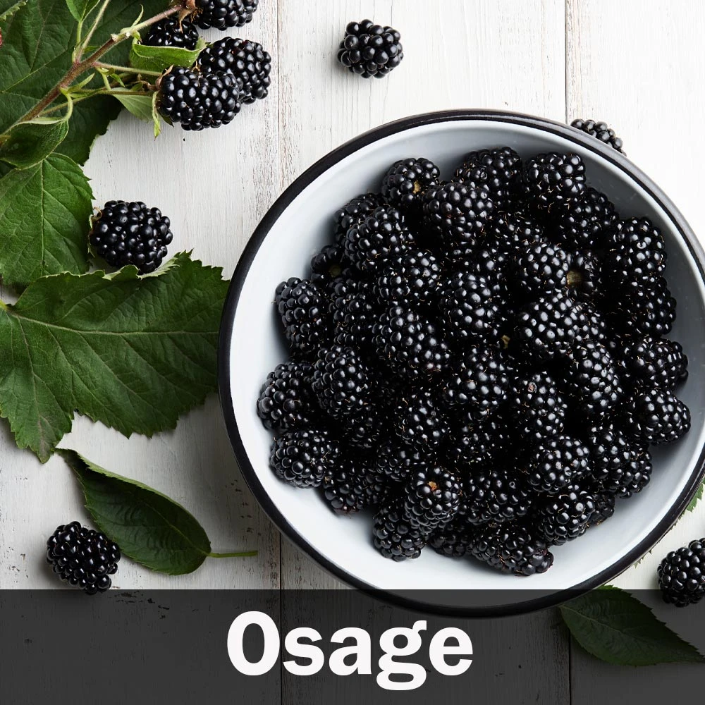 3-in-1 Blackberry Bush - Image 6