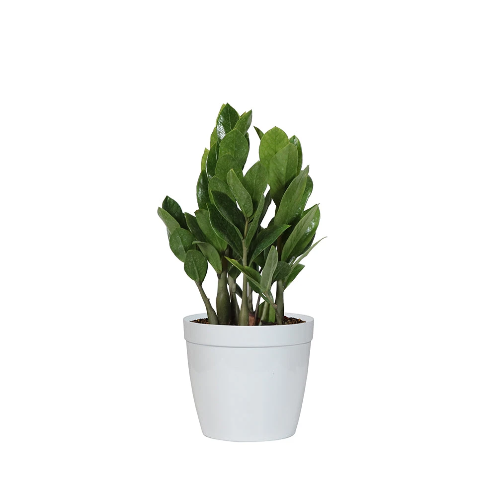 ZZ Plant - Image 4