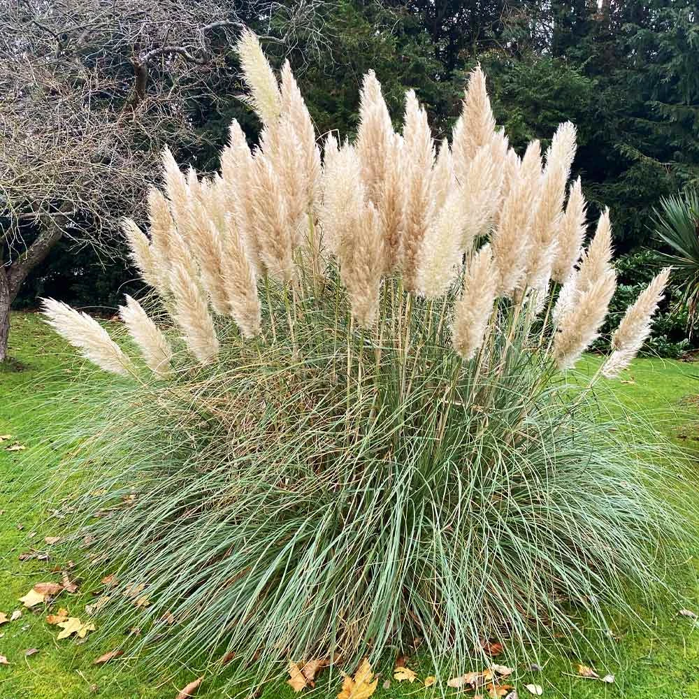 Pampas Grass - Image 3