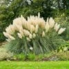 Pampas Grass