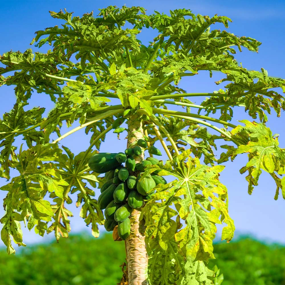 Papaya Tree - Image 2