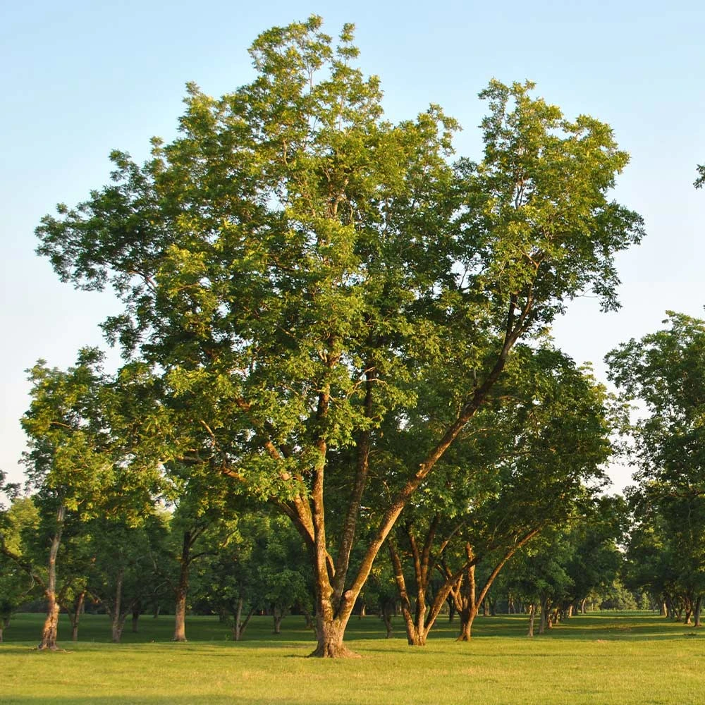 Pawnee Pecan Tree - Image 3