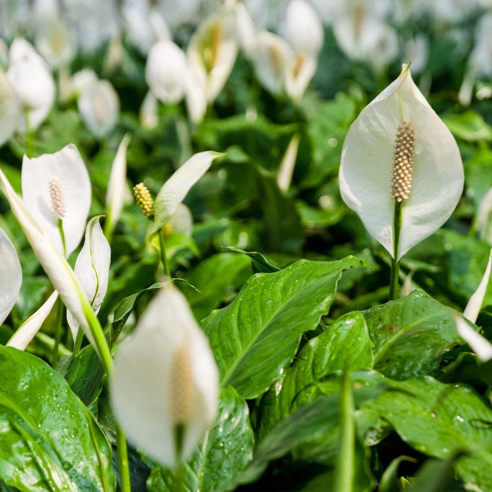 Peace Lily - Image 5