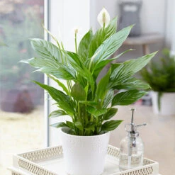 Peace Lily