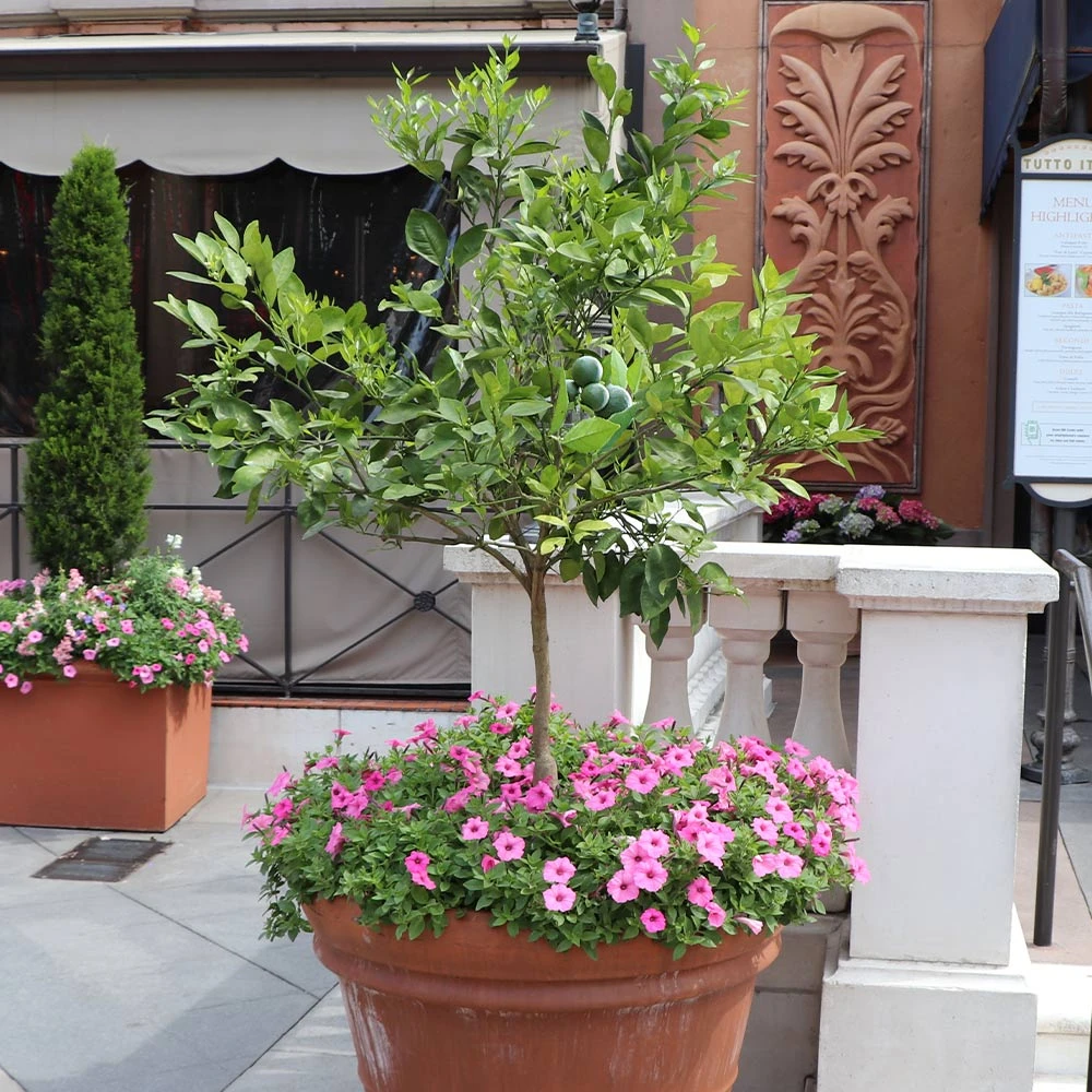 Persian 'Bearss' Lime Tree - Image 4