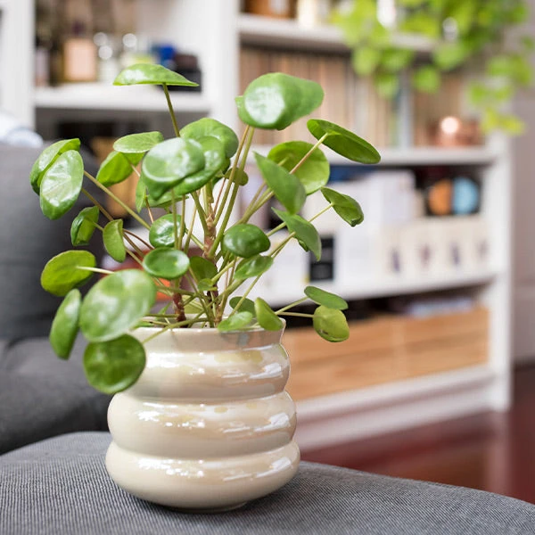 Pilea Peperomioides (Pancake Plant)