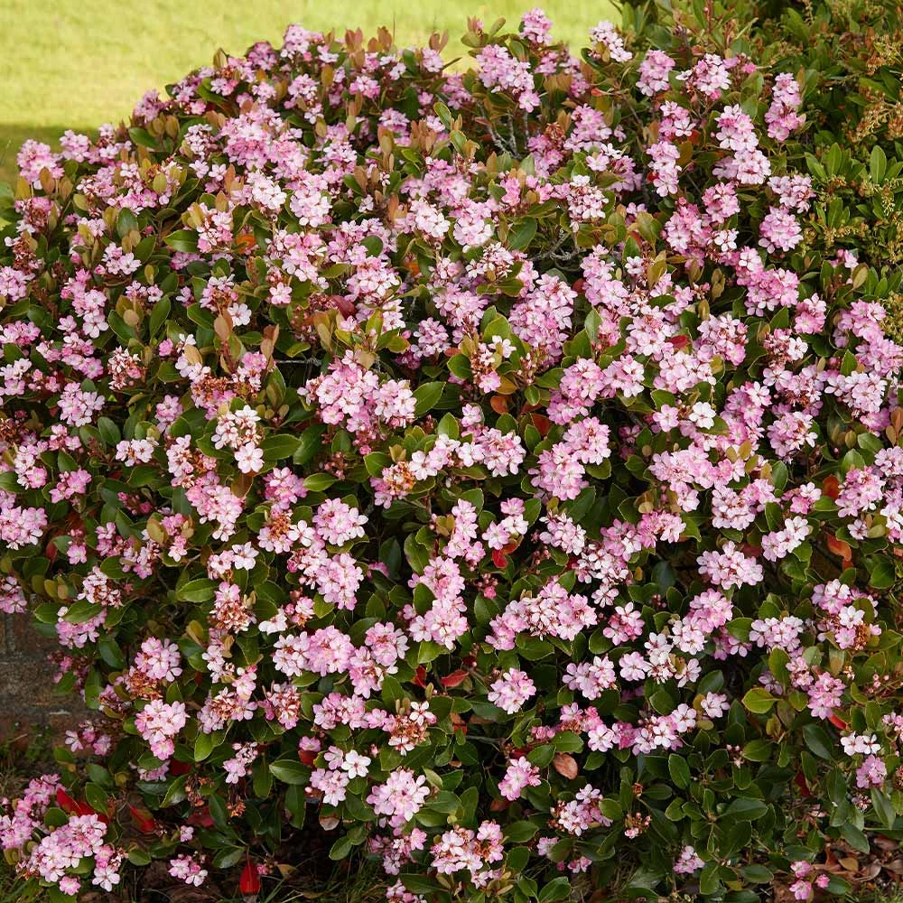 Pinkie Indian Hawthorn Shrub - Image 2